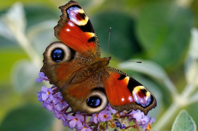 Schmetterling